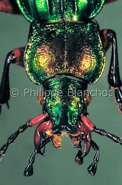 Carabus auratus.JPG - in "Portraits d'insectes" ed. SeuilCarabus auratusCarabe doreGolden ground beetleColeopteraCarabidaeFrance